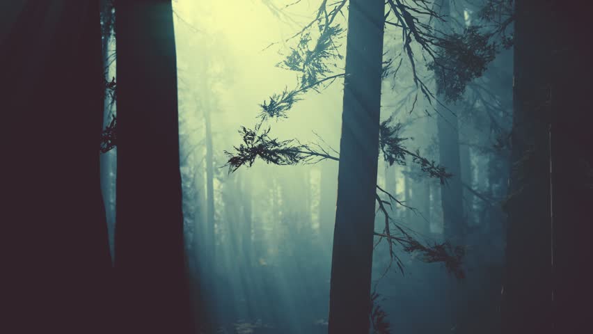 black tree trunk in a dark pine tree forest