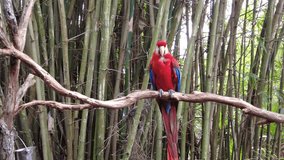 A calm and playful bright red Scarlet macaw parrot spreading its wings
