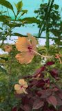 Yellow hibiscus follower video clip 