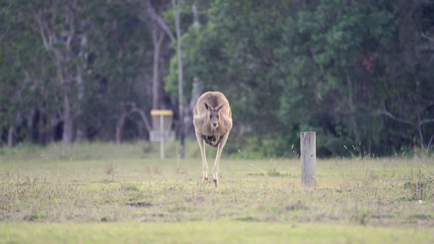 Happy and jumping kangaroo on grassland