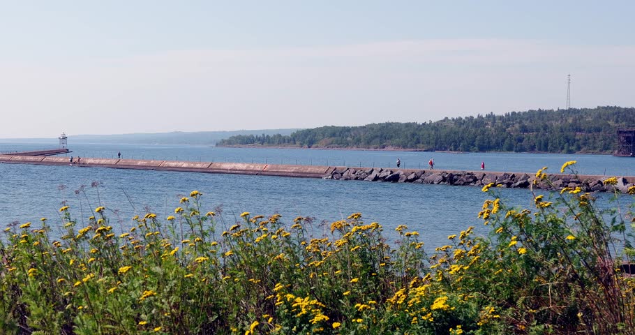 Lighthouse Jetty on Lake Superior with people walking is seen beyond beautiful yellow tansy flowers at Two Harbors, Minnesota.