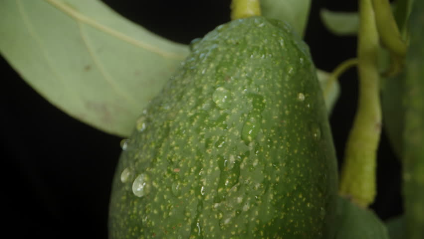 Water Droplets on Avocado under Sunbeams. Dolly slider extreme close-up.