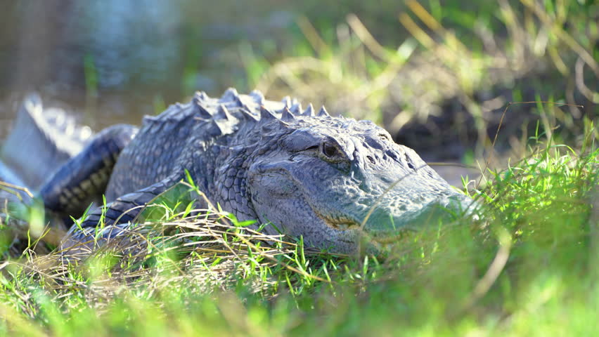 Alligator in Florida natural environment. Reptilian predator native to USA south on riverbank in Florida wetlands