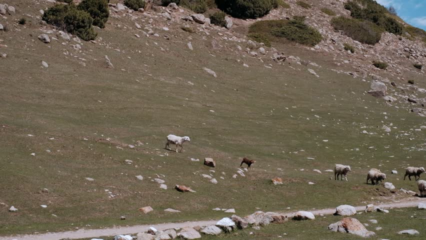 sheep graze on a green mountain slope. Cinematic view of sheep flock graze on mountain side meadow in Norway. Coastline in horizon
