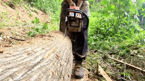 a person of forest worker with Chainsaws cut trees in the forest to build a house and make firewood. industrial material close-up slow-motion shot