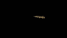 Alligator gar fish swimming on black background Video, FISH Animation, Fish Swim green Screen Video, 3D Animation, Underwater, Single and Group, Near camera, aquatic animals, 4K Footage, Slow motion