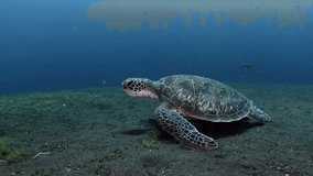Green Turtle - Chelonia mydas is feeding on the algae. Tulamben, Bali, Indonesia. 4k video.