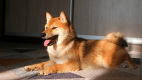 video portrait of a yawn red Shiba inu puppy dog close up. Japanese Shiba Inu pet doggy. A cute yawning lying ginger pet dog On the carpet in sunlight at home On mat in room in morning. slow motion