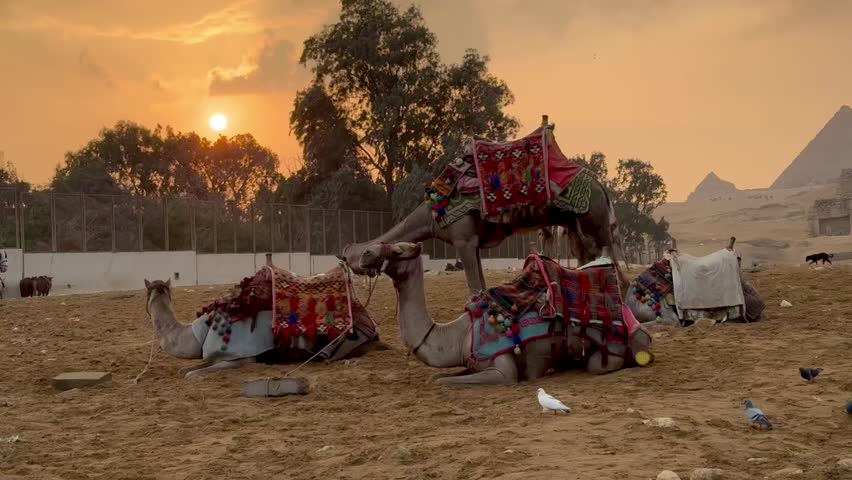 Camels in the Egypt, sunset