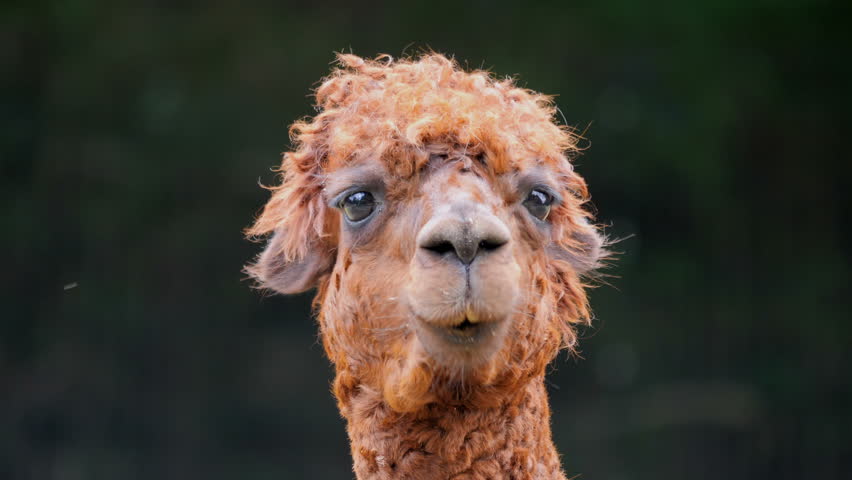 An alpaca portrait. Vicugna pacos