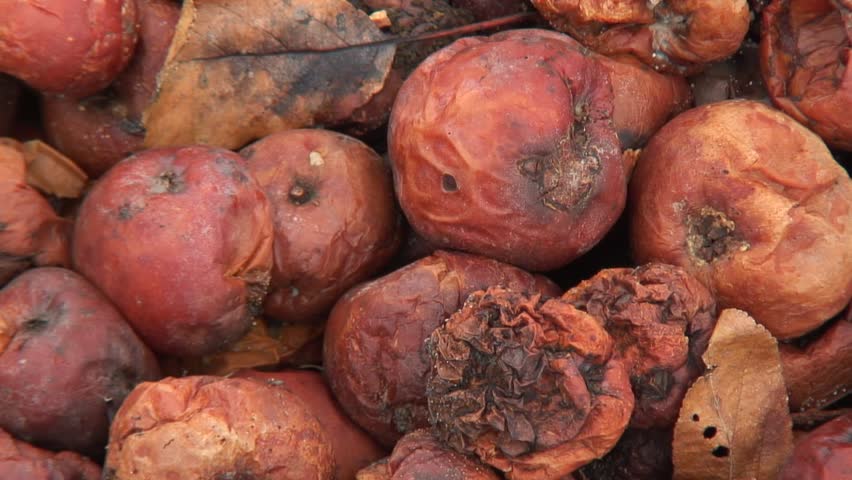 Windfall apples