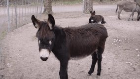 Lockdown shot of black hairy mule standing in zoo