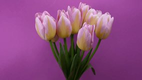 Bouquet of pink tulips on a peach background.Time lapse - Powered by Shutterstock - Get 15% off with code: PIKWIZARD15