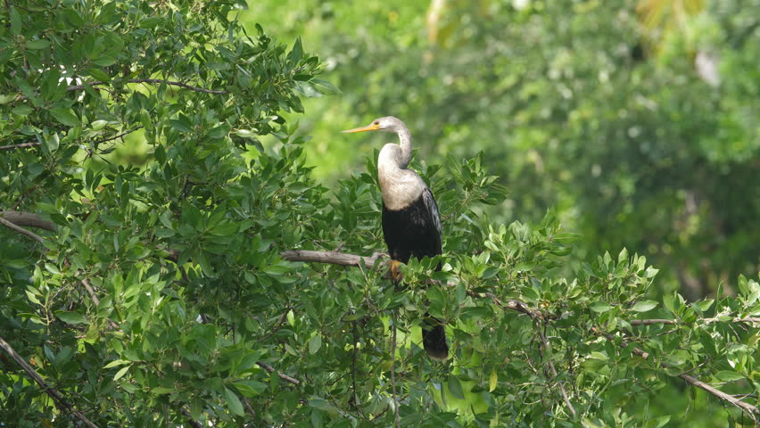 Anhinga bird on green branch. Stretching its long neck. Mayan Riviera, Mexico.