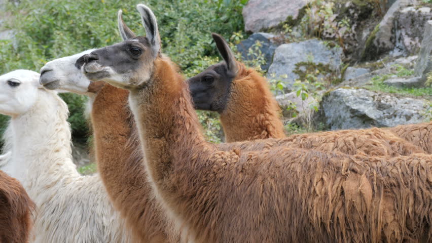 Herd of llamas. Lama glama
