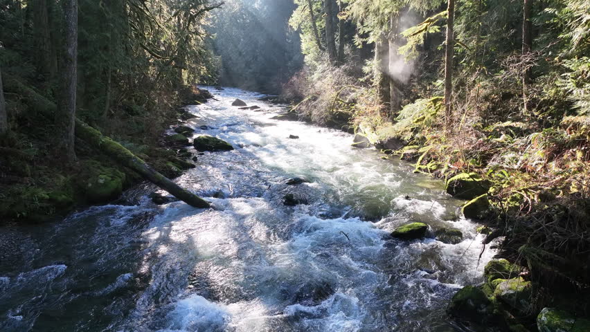 Bright sunlight illuminates the scenic Eagle Creek as it flows through a beautiful Oregon forest. The many watersheds throughout the Pacific Northwest are vital habitats for native fish.
