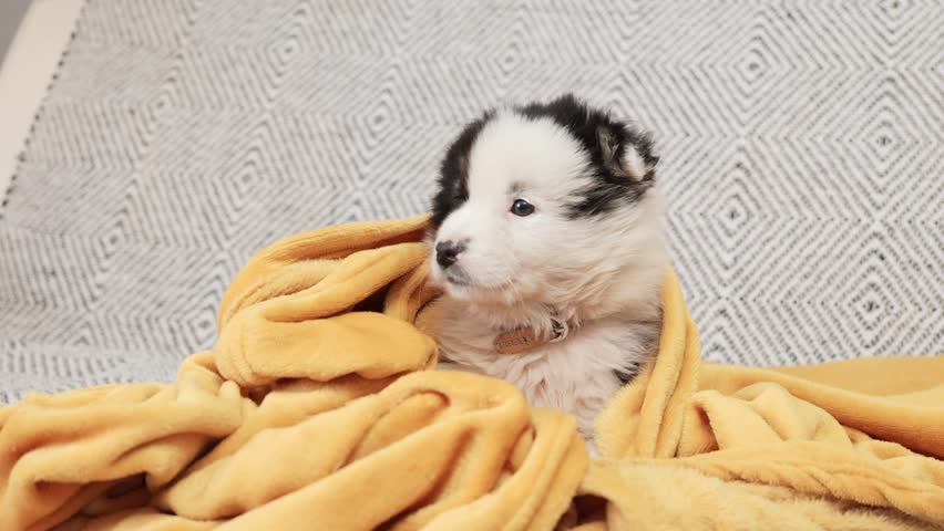 White small dog with black spots under yellow plaid pet warms under blanket in his new house Royalty-Free Stock Footage #3440775981
