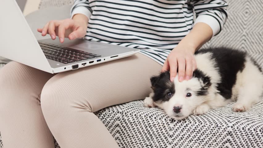Anonymous woman freelancer wearing striped shirt working on laptop typing on keyboard of computer petting her fluffy white puppy with black spots while sitting on sofa at home