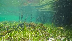 Shallow ocean floor with seagrass, small fish and some coral near mangrove tree roots, natural underwater scene, Caribbean sea, Central America, Panama, 59.94fps