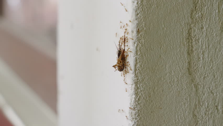 Ants teamwork carrying cockroach up wall, collective strength, orderlies role in ecosystems. Insect cooperation, pest control in urban habitat. Intricate ant strength, foraging behavior footage. Royalty-Free Stock Footage #3440797807