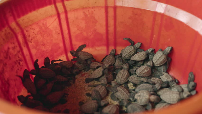 Baby sea turtles in bucket at conservation project. Newborn olive ridley hatchlings gather, await release. Wildlife protection, endangered species, animal care in natural habitat by volunteers.