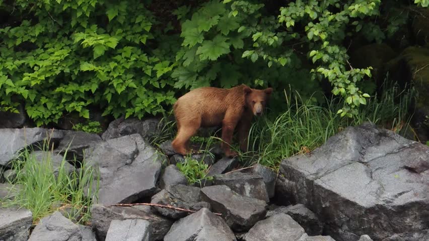 A young brown bear is a bit uncertain about our small boat and attention in Glacier Bay National Park, Alaska.