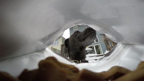 Dog eating treats out of the bag 