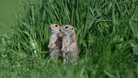 Young squirrels watching the surroundings among green grasses, near red flowering plants. Anatolian Souslik-Ground Squirrel, Spermophilus xanthoprymnus 