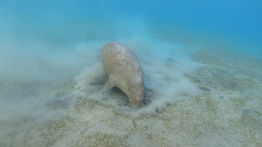 Dugong feeding and breathing at shallow water. Sea cow Royalty-Free Stock Footage #3440826043