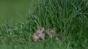 Scared baby squirrels among green grasses. Anatolian Souslik-Ground Squirrel, Spermophilus xanthoprymnus 