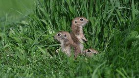 Baby squirrels feeding in the green grass. Anatolian Souslik-Ground Squirrel, Spermophilus xanthoprymnus 