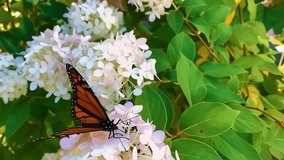 Butterfly Stock Video,
Butterfly - Insect, Flower, Slow Motion, Beauty In Nature, Flying, Green Screen, Green Color, Flower.