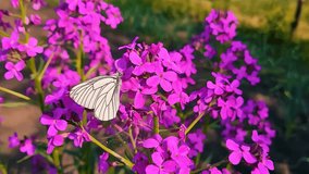 Butterfly Stock Video,
Butterfly - Insect, Flower, Slow Motion, Beauty In Nature, Flying, Green Screen, Green Color, Flower.