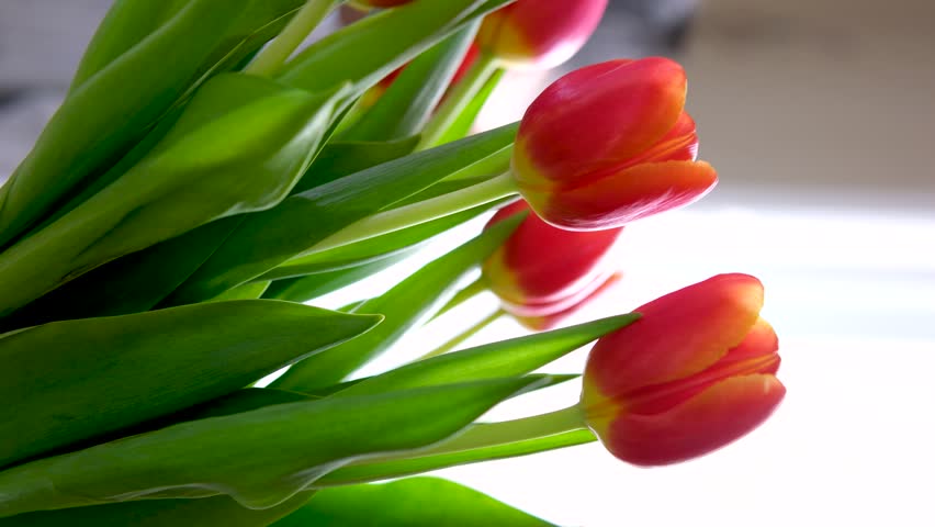 first date to give flowers the girl is shy the boy Gave bouquet of red tulips sit in room watching movie flowers in vase of water girl hugs them very happy laughs to look suddenly at friend feeling Royalty-Free Stock Footage #3440884453