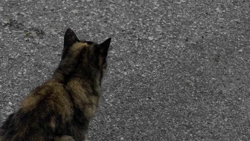 Calico Cat Running Away After Spot Something In The Distance