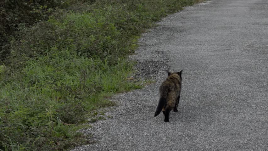 Calico Cat Having A Walk In An Old Village Road And Looking For Food