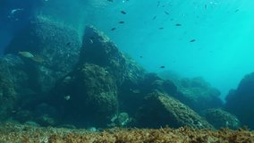 Underwater seascape, rocks on the seabed with shoal of fishes in the Mediterranean sea, natural light, Cote d'Azur, France, 60fps