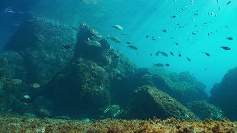 Underwater seascape, rocks on the seabed with shoal of fishes in the Mediterranean sea, natural light, Cote d'Azur, France, 60fps