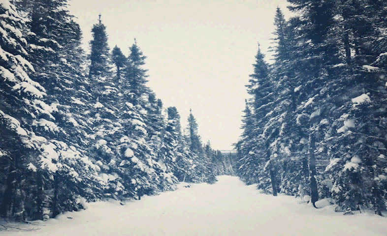 Beautiful snow trail in Winter with snow falling - Winter landscape