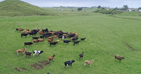 aerial: flying over farmland and cattle in Taranaki, New Zealand