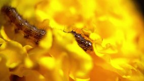 4K Macro video of a caterpillar moving in a big marigold flower macro videography