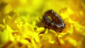 4K Macro video of a caterpillar moving in a big marigold flower macro videography