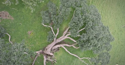aerial: Old Pohutukawa tree fallen over on One Tree Hill Volcano. Auckland, New Zealand