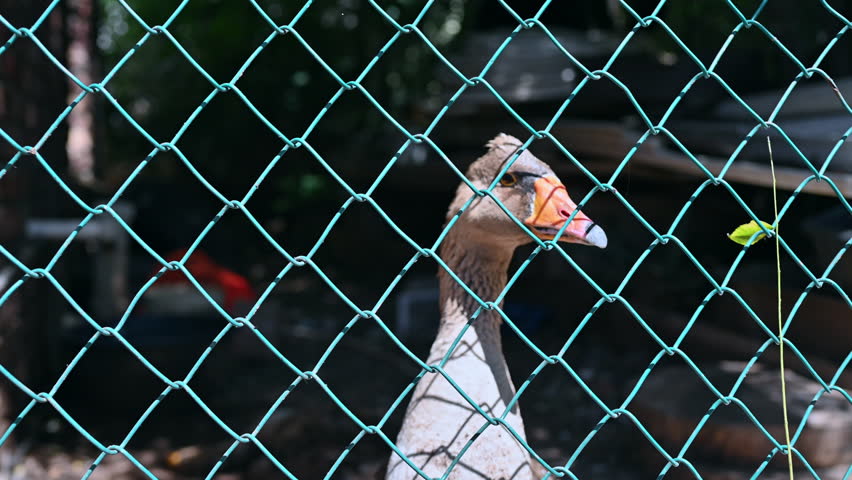 Close up shot of goose behind fence