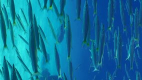 Vertical footage, Slow motion of two Yellowspotted Trevally fish (Carangoides fulvoguttatus) swims inside school of Yellow-tailed Barracuda (Sphyraena flavicauda) while hunting