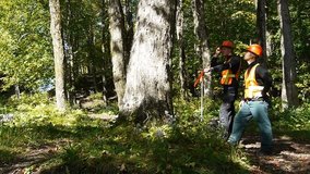 Two Environment workers looking taking samples out of a tree trunk