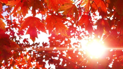 4K Maple Fall Autumn Leaves, Beautiful Red Light Nature Forest Bright Lens Flare