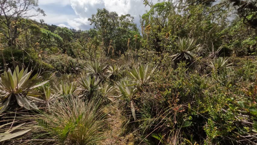 Paramo Natural Reserve, Guasca. Conservation in the high Andean forest. Andes Mountain, South America. Rehabilitation Center for Spectacled Bear (Tremarctos ornatus). Colombia wilderness landscape.