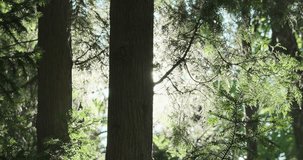 Close up, bright sunbeam shine in spring green forest. Sunny morning in fresh woods. Pure ecology of virgin nature. Sun rays break through tree trunk, tender foliage. Natural woodland landscape video
