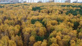 Autumn multi colours park in the city, aerial view from drone